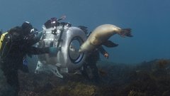 Underwater diving dive frogman