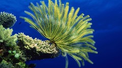 Underwater Feather stars coral