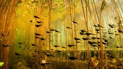Underwater Frogs national geographic swamps amphibians tadpoles