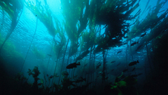 Underwater have res anyone does kelpforestunderwater