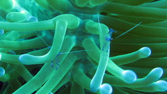 Underwater Life aquarium Aquarium