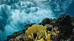 Underwater national geographic coral reef