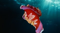 Underwater national geographic Nudibranchia