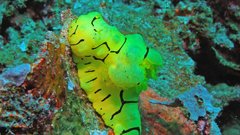 Underwater Nudibranchia