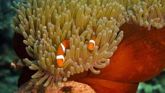 Underwater sea anemones clownfish
