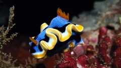 Underwater sea slugs Sea Life
