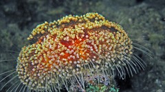 Underwater sea urchins sealife