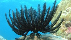 Underwater sealife Feather stars