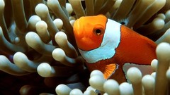 Underwater south camouflage Pacific sea anemones clownfish
