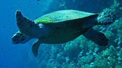 Underwater turtles tortoises sea turtles