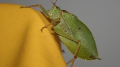 Up high leaf hopper