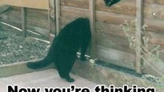 Valve corporation Portal cats