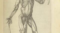 Valverde anatomia high