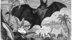 Vampires bats