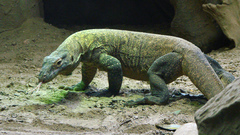 Varan de komodo thoiry