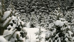 Varied Archigraph Reza farsipack