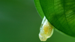 Vasaros pumpuras Sommer knospe