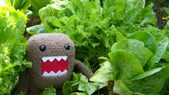 Vegetables Domo-kun