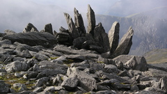 Vegetation Bonsai Op here