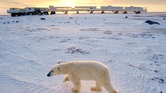 Vehicles Polar Bears