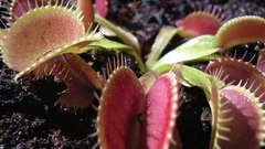 Venus flytrap flower Plants