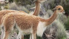 Vicunas