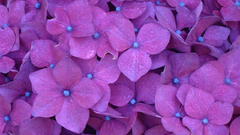 Video games new york