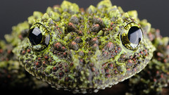 Viet Nam Frogs macro