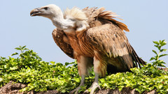 Vulture Birds bird