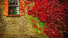 Wall autumn vegetation windows Plants houses suburbia