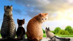 Wall cats Birds three rat sitting watching