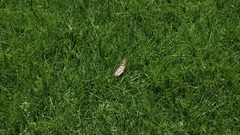 Wandering around My Park