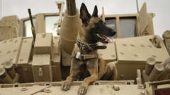 War military Dogs tanks