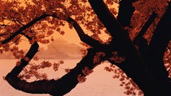 Washington cherry blossoms jefferson memorial