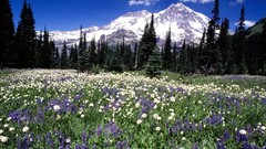 Washington Mount Rainier