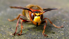 Wasp