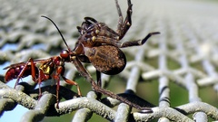 Wasp and spider high