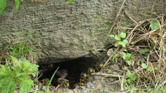 Wasp Wood hive