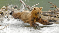 Water Animals Bears drops