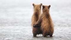 Water Animals Bears pair