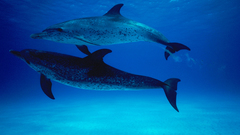 Water Animals Dolphins animal