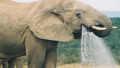 Water Animals elephants drinking
