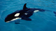 Water Animals killer whales