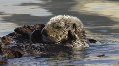 Water Animals Otters