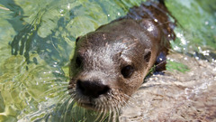 Water Animals Otters