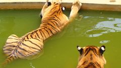 Water Animals Tigers