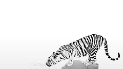 Water Animals Tigers monochrome