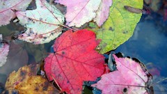 Water autumn leaves fallen