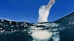 Water Birds albatross split-view