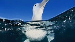 Water Birds albatross swimming split-view